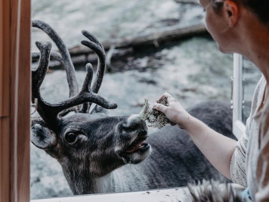Igluhuts-reindeer feeding