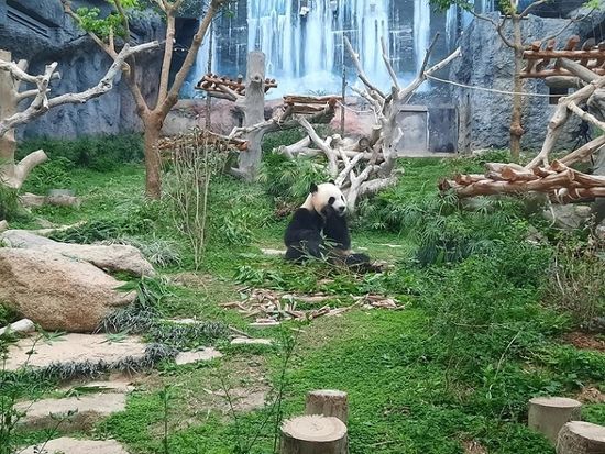 panda