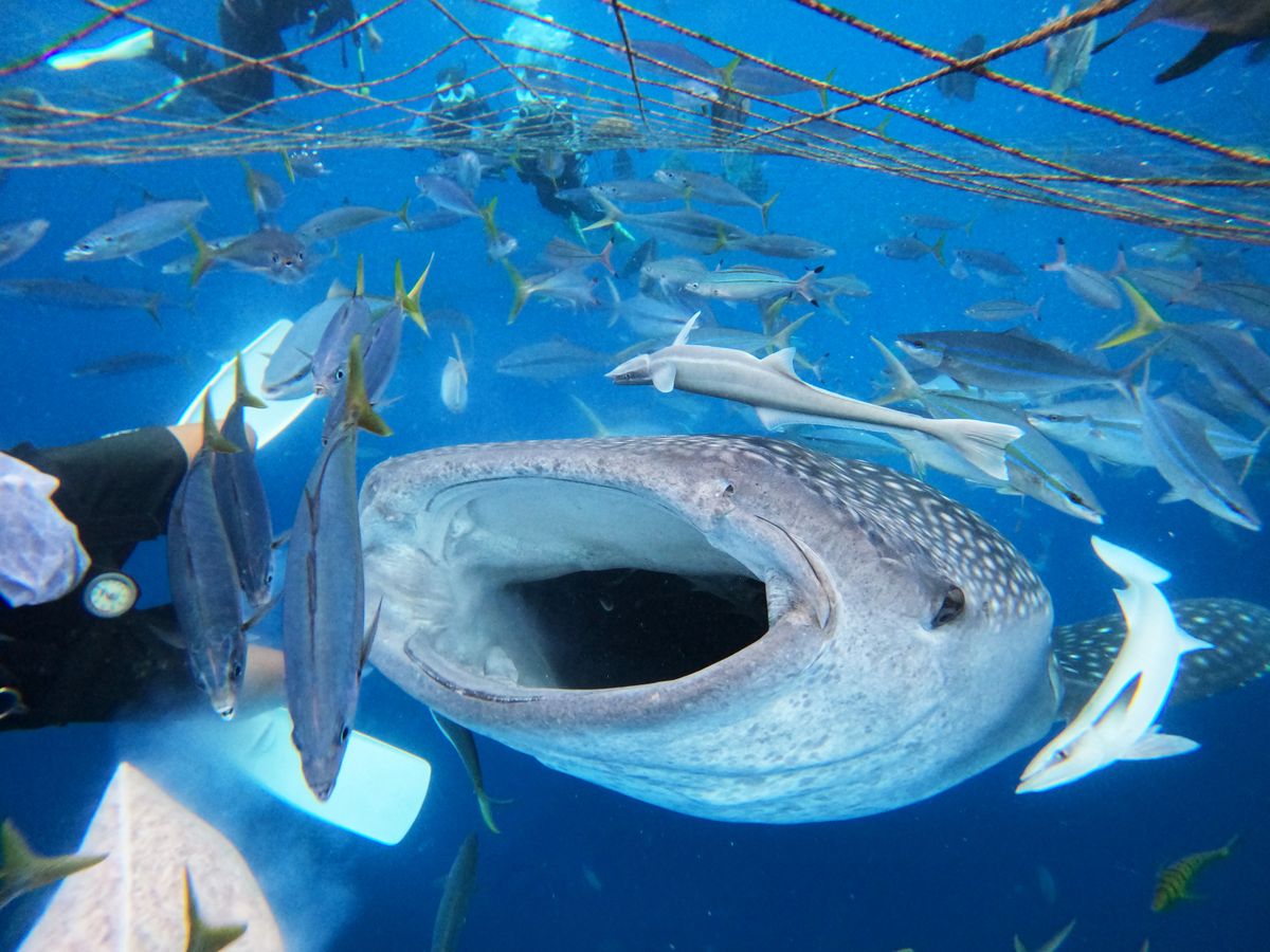 ジンベエザメシュノーケリング | 沖縄本島 旅行の観光・オプショナル