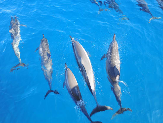 Page 22 Sunrise Deluxe Wild Dolphin Snorkel Cruise Ocean Activities Open Now Reviews Oahu Tours Activities Fun Things To Do In Oahu Hawaiiactivities Com