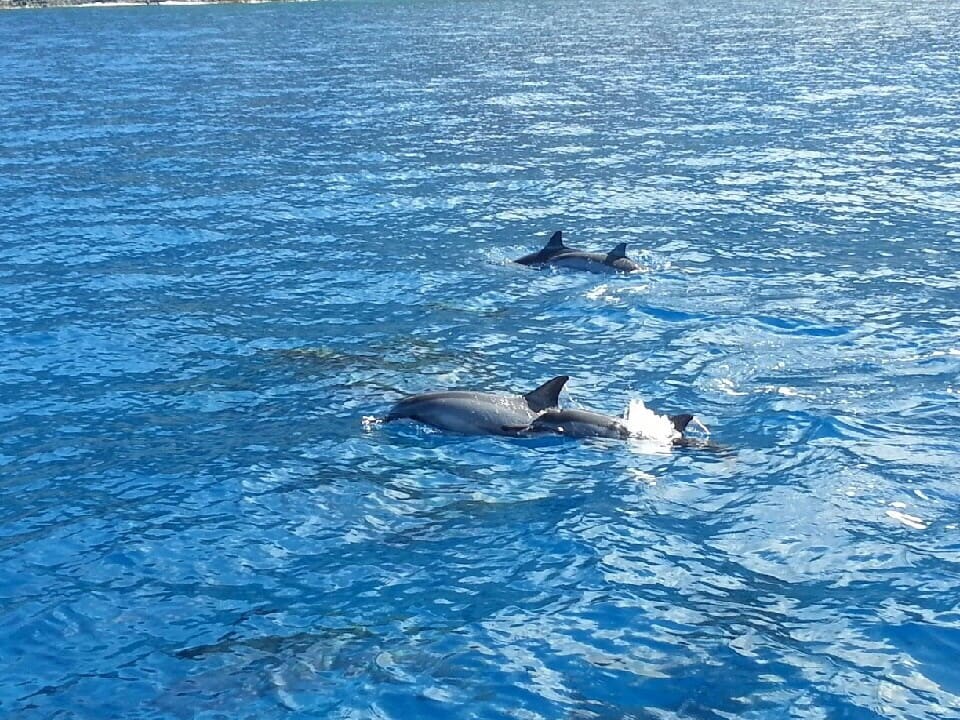 ページ 17) [写真付きのみ] 野生のイルカウォッチング＆ウミガメ