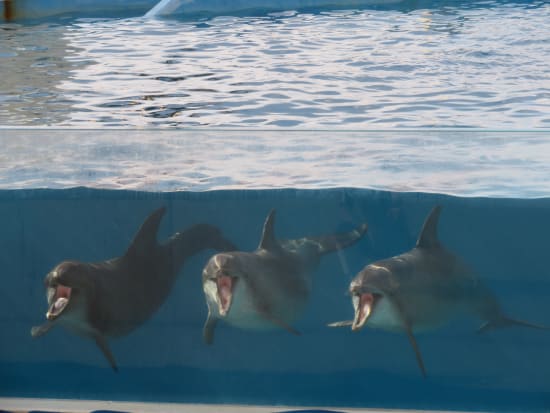 ページ 4 美ら海水族館バスツアー 那覇空港14時発 半日 入場料込 初日に最適 当日朝11時まで予約ok 夕食付プランもあり 1名ok 0 3歳無料 指定ホテル送り可 の参加体験談 沖縄本島の観光 オプショナルツアー専門 Veltra ベルトラ