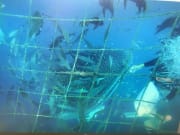 鲸鲨浮潜活动照片