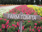 Farm Tomita