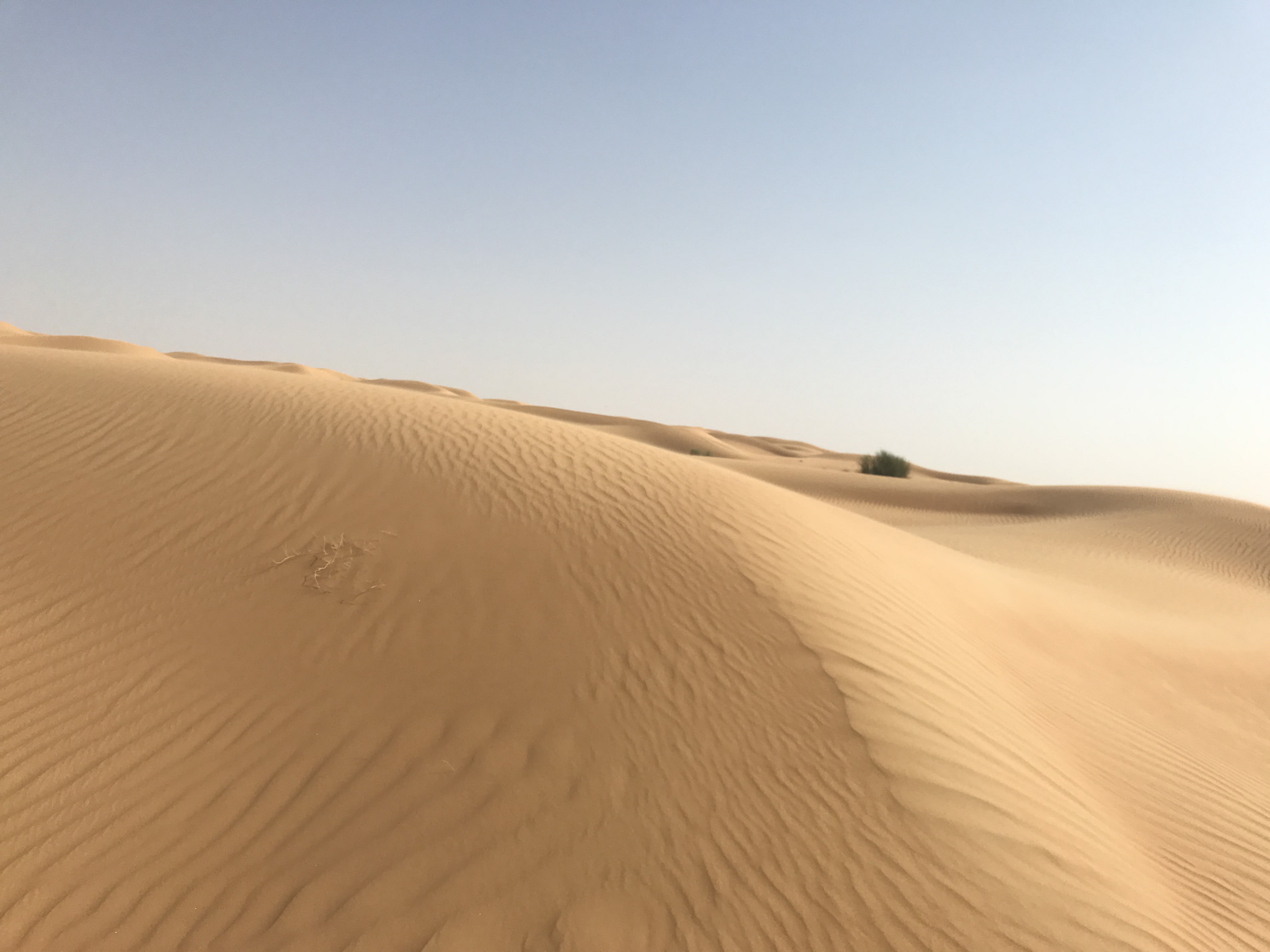 ドバイ砂漠保護区　ヤフオクのみ出品！　砂丘の砂