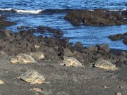 黑沙灘與綠蠵龜