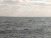 鯨魚躍身入海的身姿