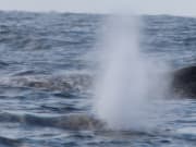 座頭鯨噴水
