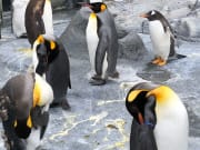 國王企鵝，可惜時間不對，錯過園內企鵝走路的表演
