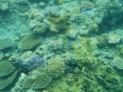 用防水手機拍下的珊瑚