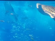 海洋博鯨鯊