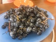 品嚐當日採摘新鮮葡萄
