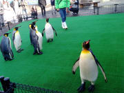 越前松島水族館企鵝散步