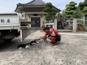 在長崎寺院遇到小貓