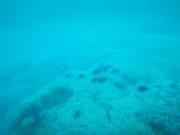 看到壯觀的珊瑚礁與五顏六色的魚群