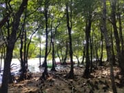 宮良川紅樹林