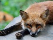 睡大頭覺的狐狸