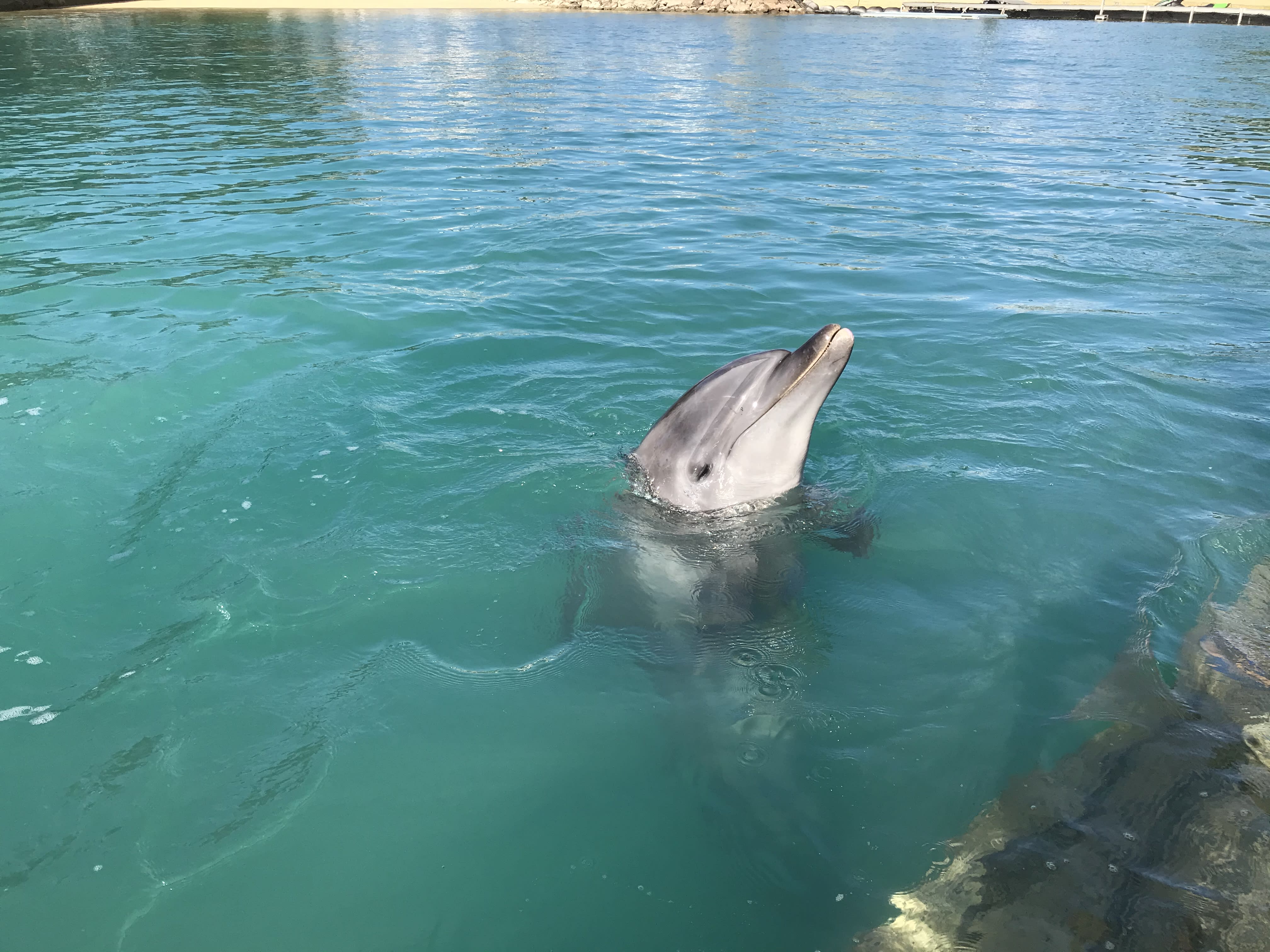 Family-Friendly Dolphin Encounter with Professional Instructor in Okinawa  tours