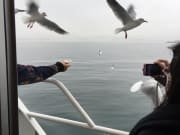 遊船餵海鷗