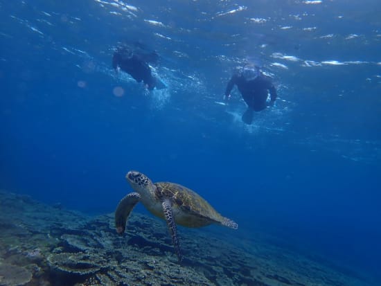 ビーチシュノーケリング 水面からウミガメを観察しよう 写真はデータでプレゼント 4 11月 午前or午後 送迎あり 八丈島 By レグルスダイビング 伊豆諸島 小笠原諸島の観光 遊び 体験 レジャー専門予約サイト Veltra ベルトラ