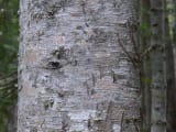 ヒグマの木登り痕