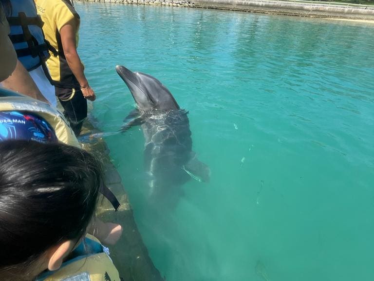 Family-Friendly Dolphin Encounter with Professional Instructor in Okinawa  tours