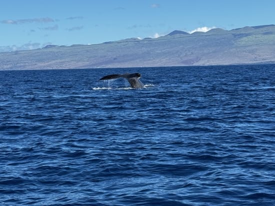 whale tour big island hawaii