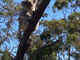 可愛いコアラがたくさん見られます。