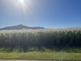 車窓からの眺め:収穫間近のサトウキビ畑