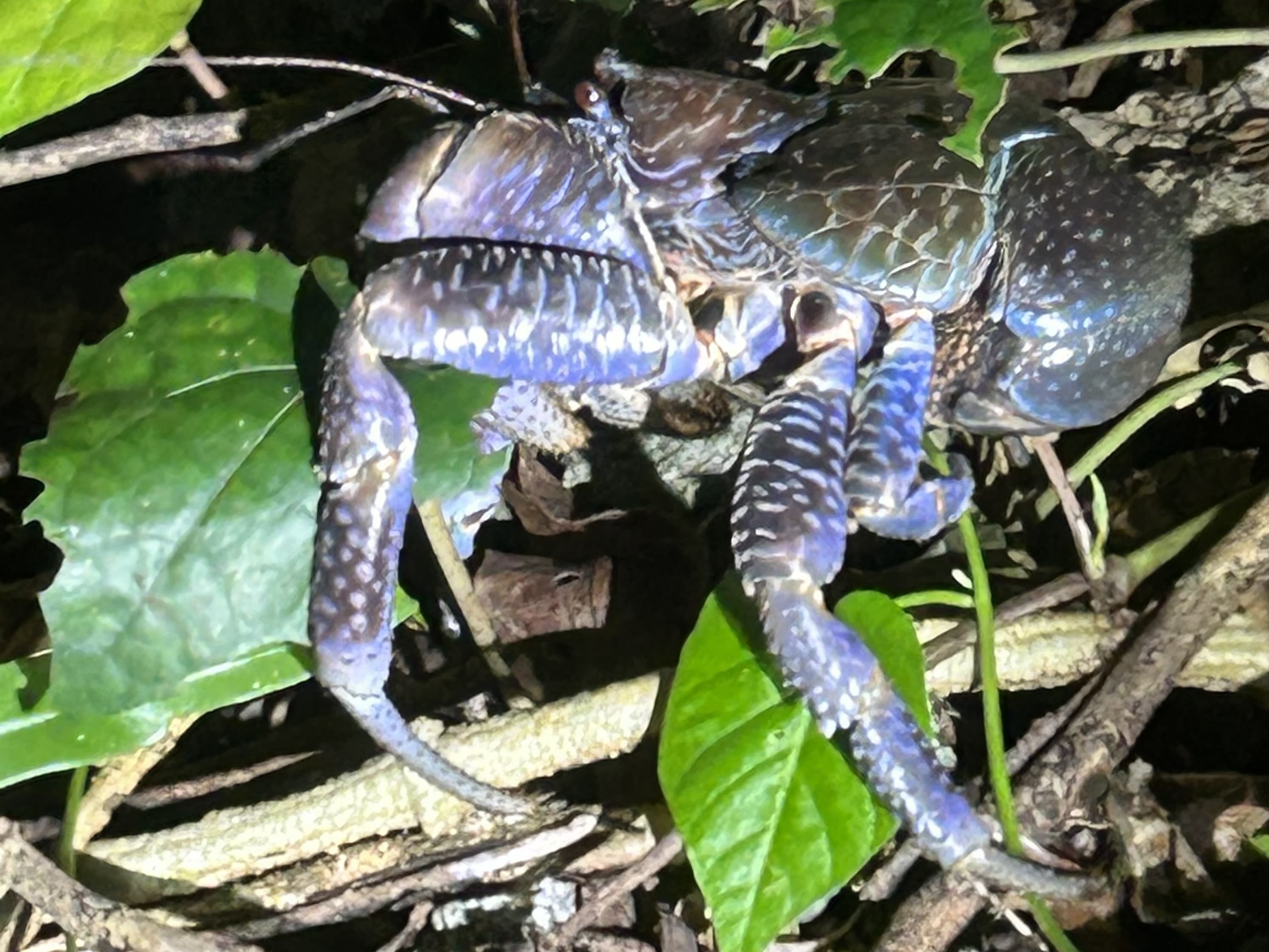 ナイトツアー ヤシガニなどの亜熱帯特有の動植物探し＋星空観賞＜宮古島＞の参加体験談 | 宮古島の観光・オプショナルツアー専門 VELTRA(ベルトラ)